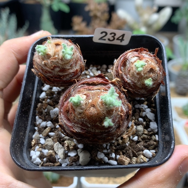 羽叶杨葵母本3颗脱土
