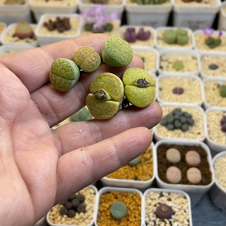 T***y佳人园艺博览会try