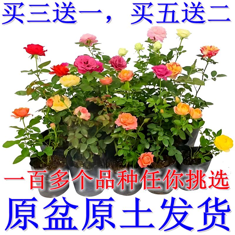 【一颗包邮】月季花苗果汁阳台四季可盆栽玫瑰开花特大花盆栽地载苗