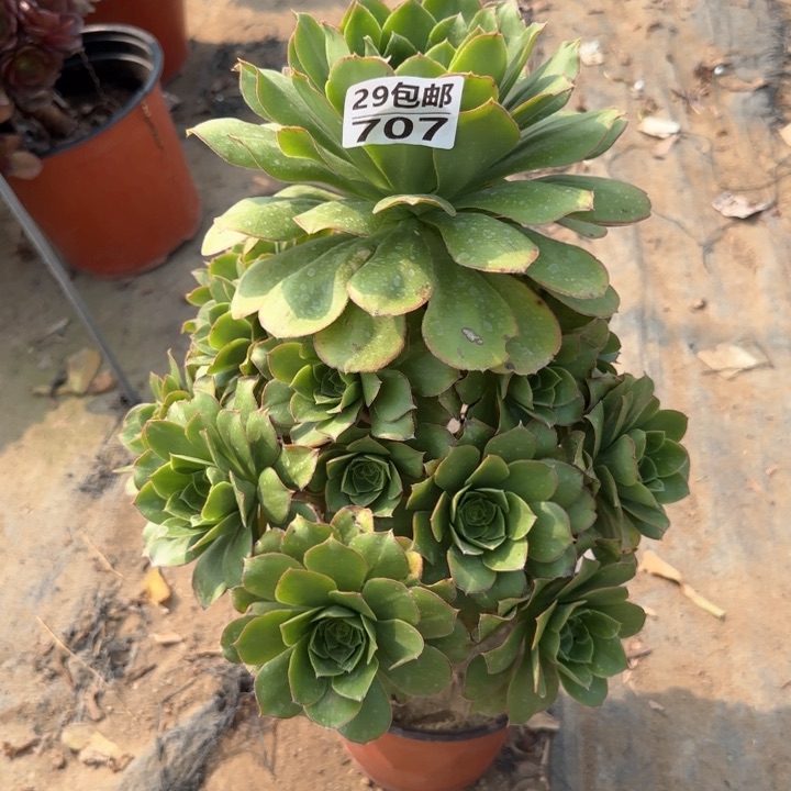 绿玫瑰……多肉植物……