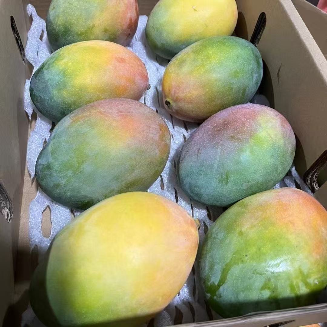凯特澳芒果 新鲜现摘细腻化渣酸甜多汁（空运包送货上门）