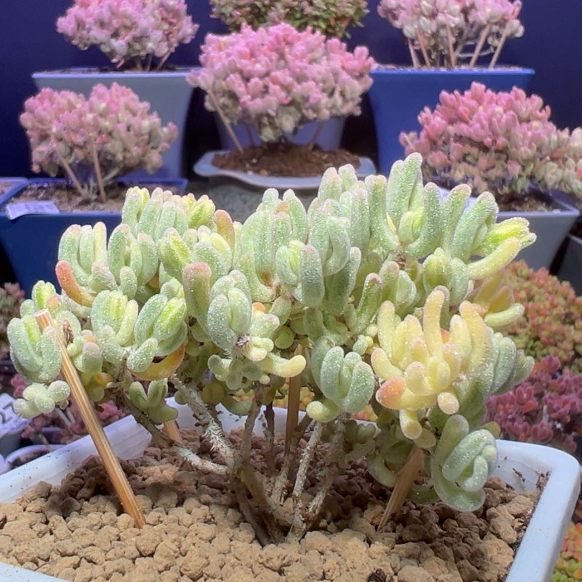 【闪购商品】d464老桩橙叶锦枝干番杏