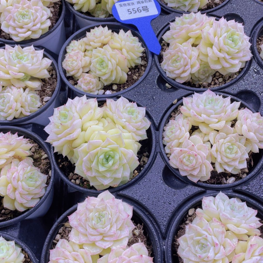 556号 全状态白天鹅多头群一个