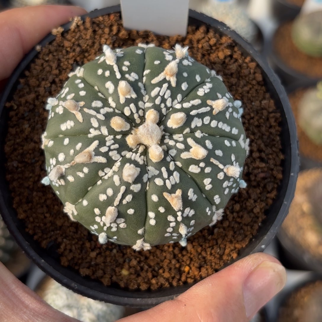 320实生V字兜带盆