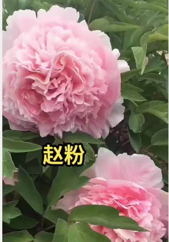 菏泽牡丹赵粉。4~6枝条。观赏牡丹。先发肥料，秋后发苗。