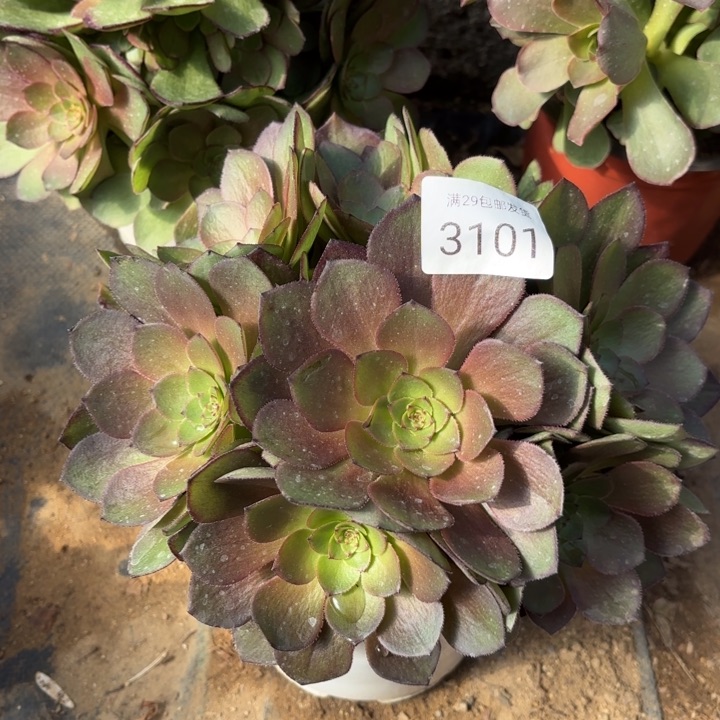 桃花石多肉法师3101