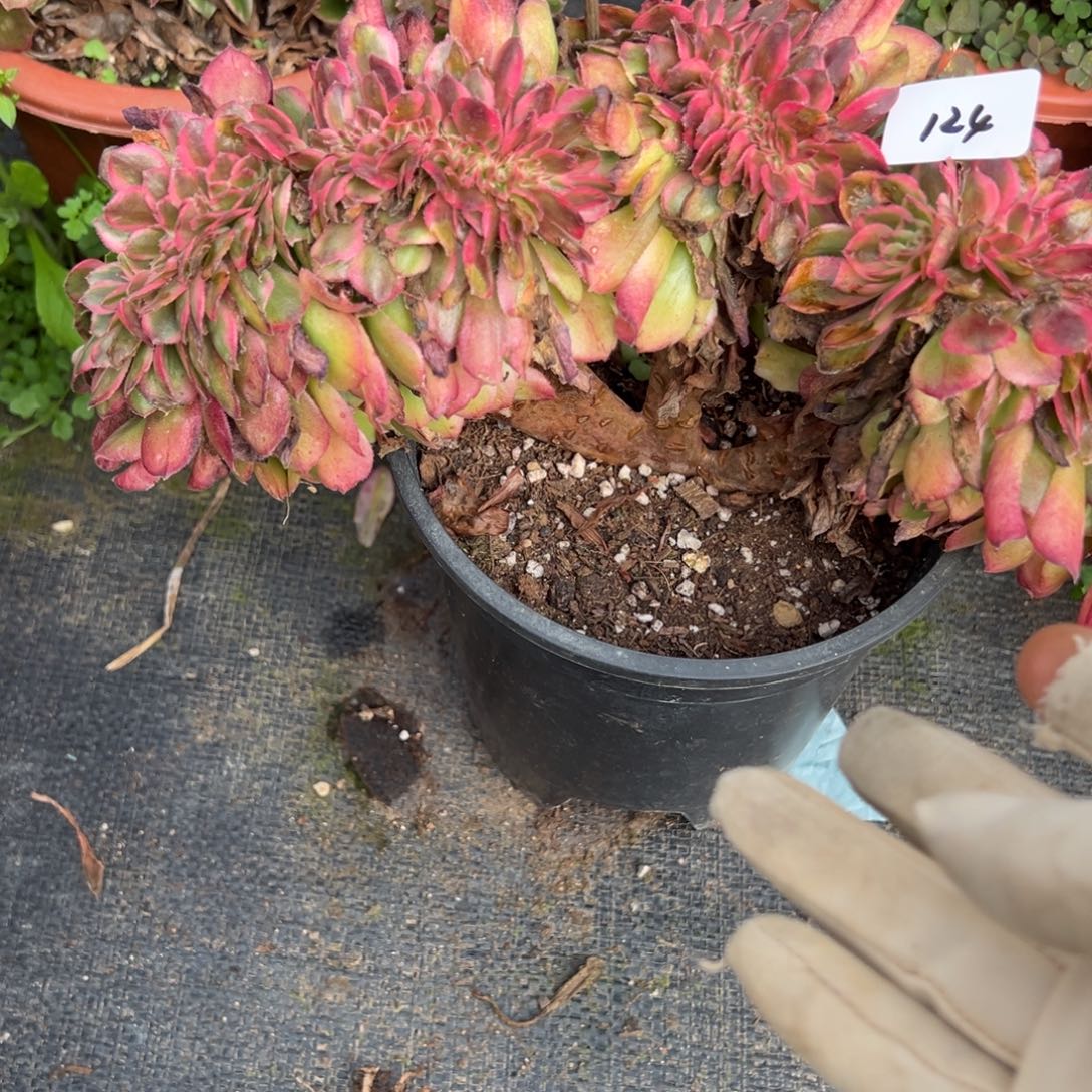 124荔枝缀多肉椅子