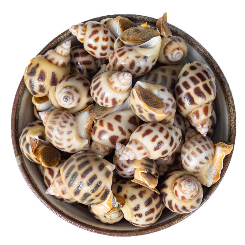 鲜活花螺海鲜500g/份