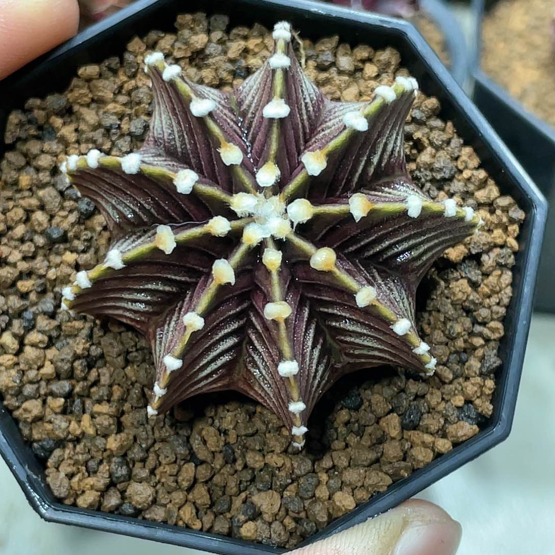 泰系实生根，高绒黑肋骨