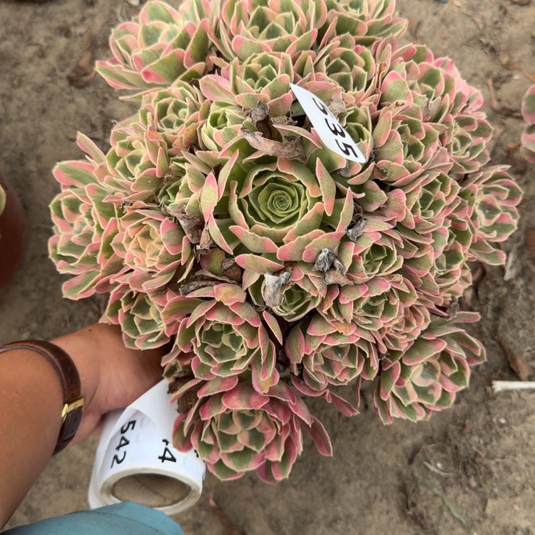 535法师女巫18-27