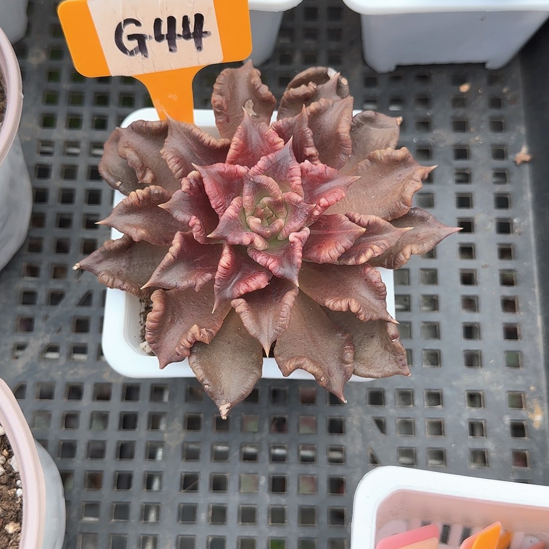 浅**凉G44黑饺子皮多肉