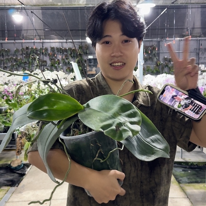 当前无花朵，栽培后可花朵马赛克 苗株 叶瑕疵