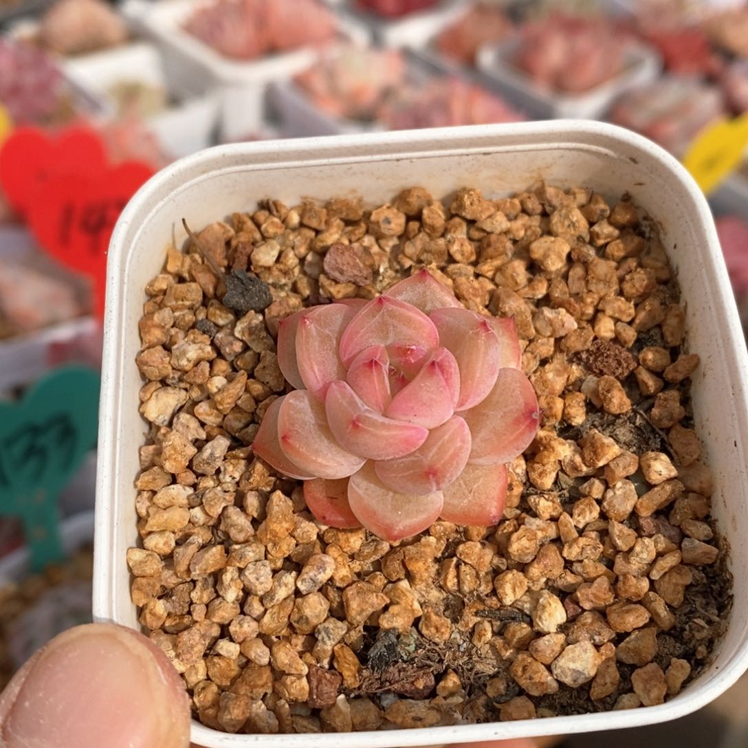 精品多肉一物一拍不包整67