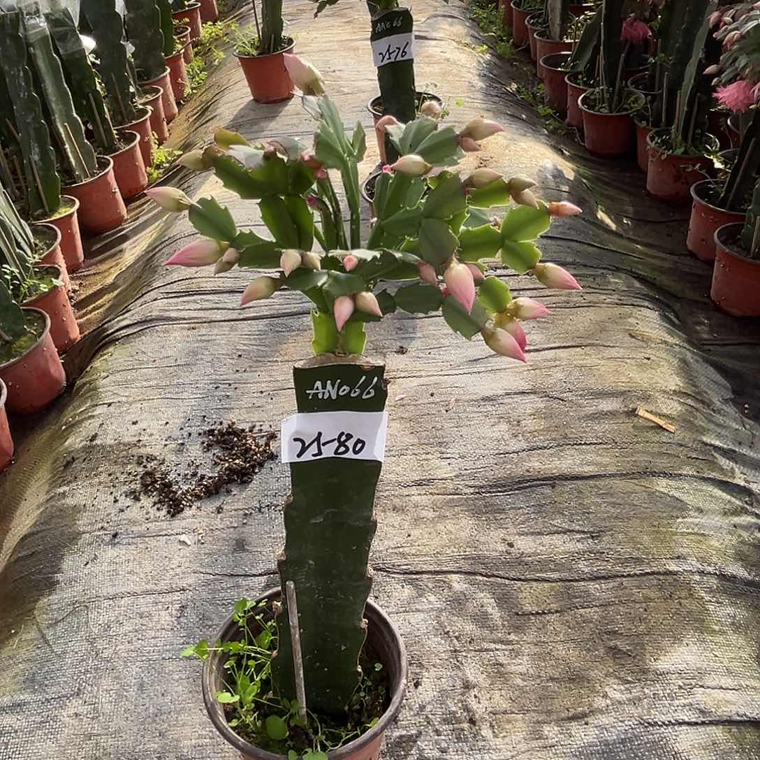 完全开放2580AN066粉色