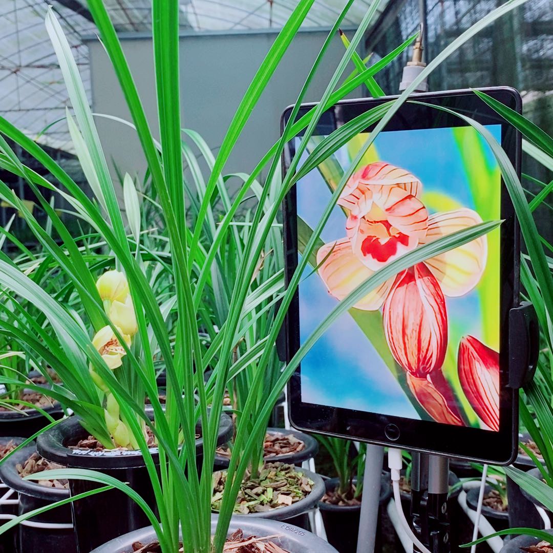 当前无花栽培后可以开花