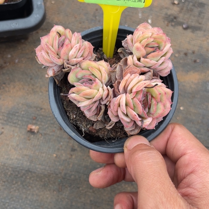 云尘多肉一物一拍16