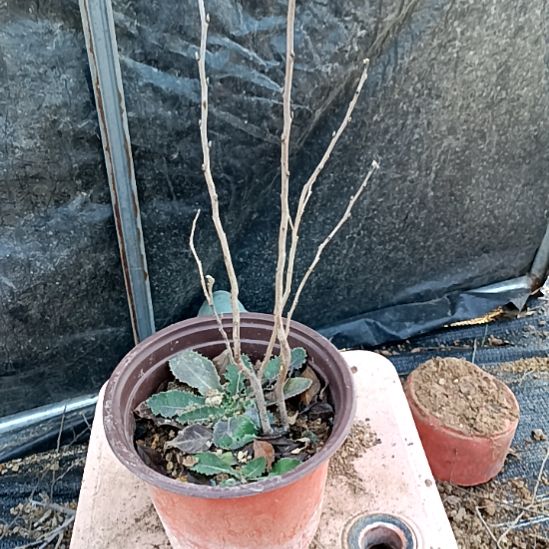 风***好无花朵密云根苗老鸦