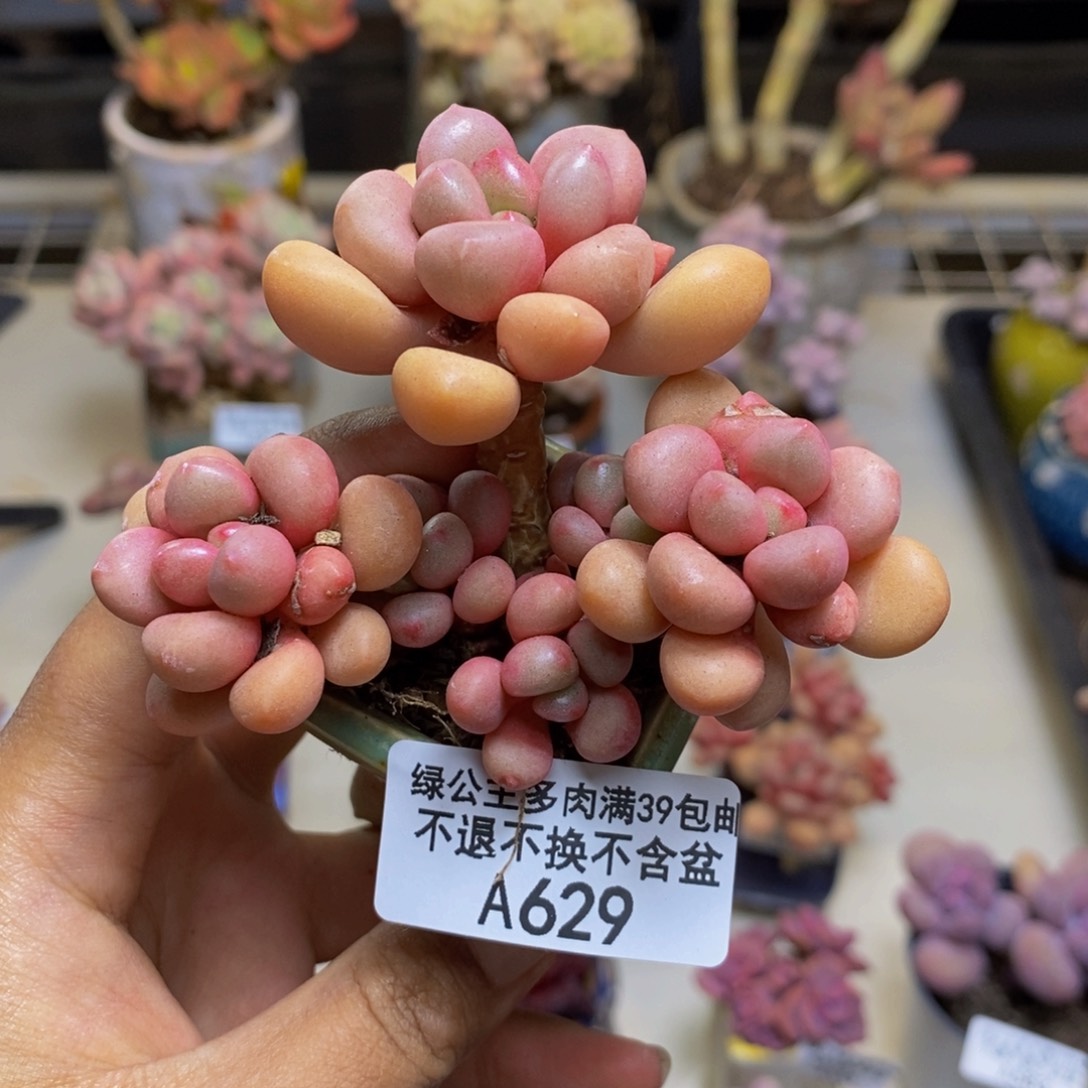 629先锋派多肉5cm