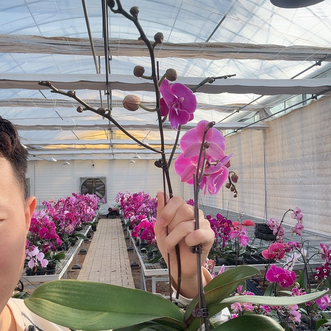 Z***o完全开放大树叉003两颗