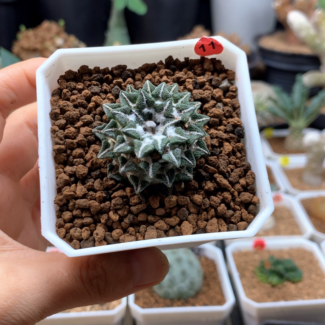 黑牡丹自根多肉带盆