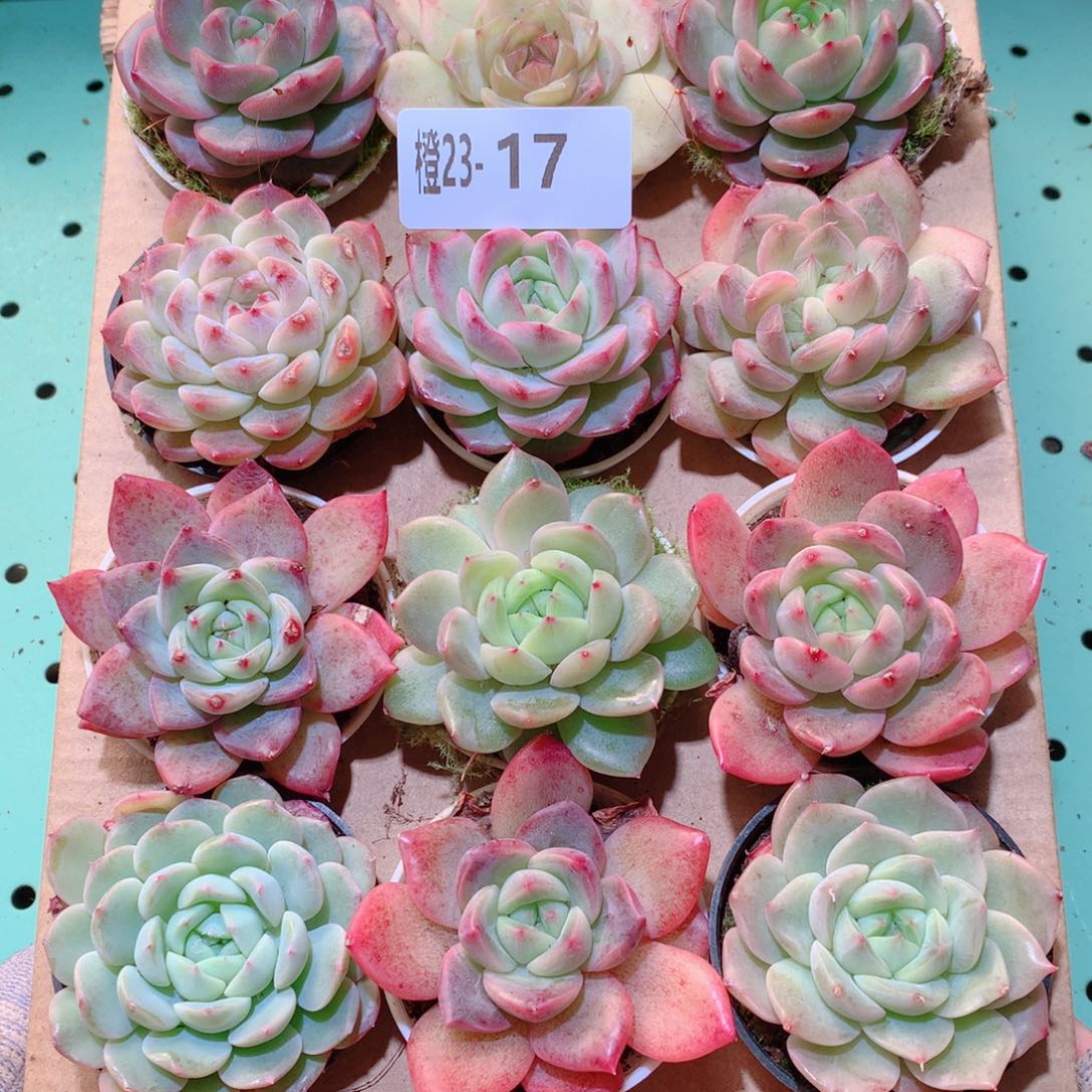 23-17一物一拍多肉带盆18颗