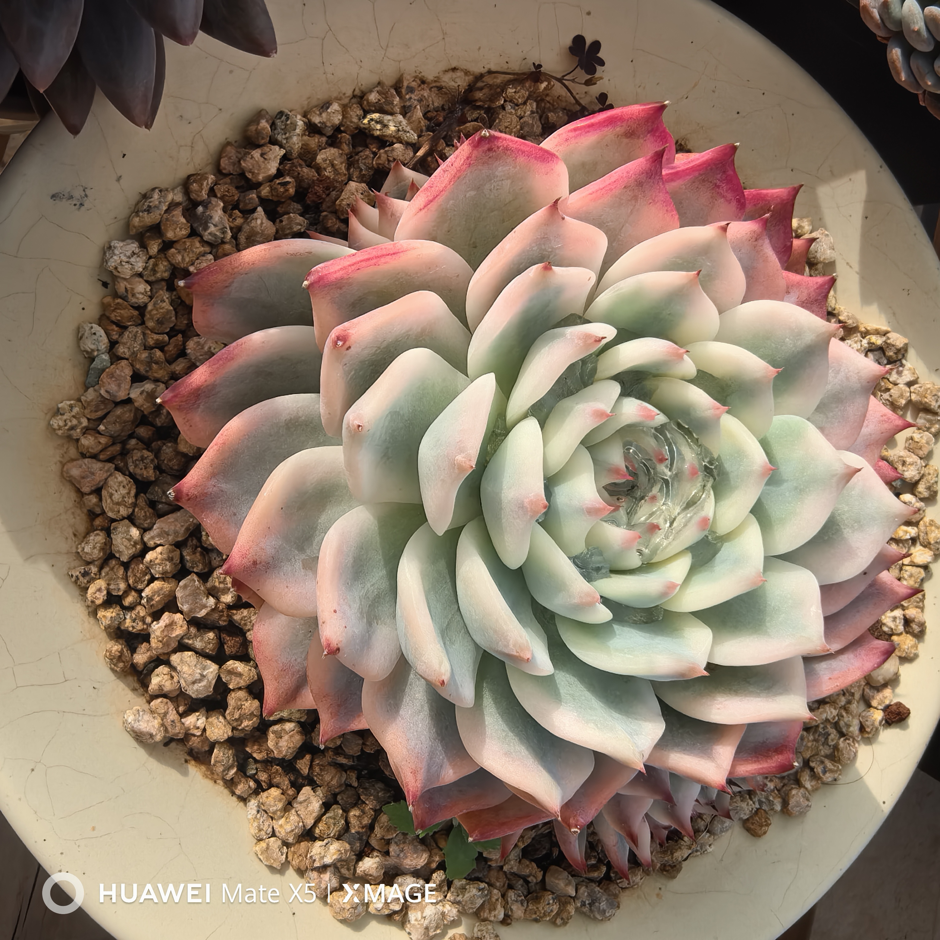 莳初多肉一物一拍价格链接