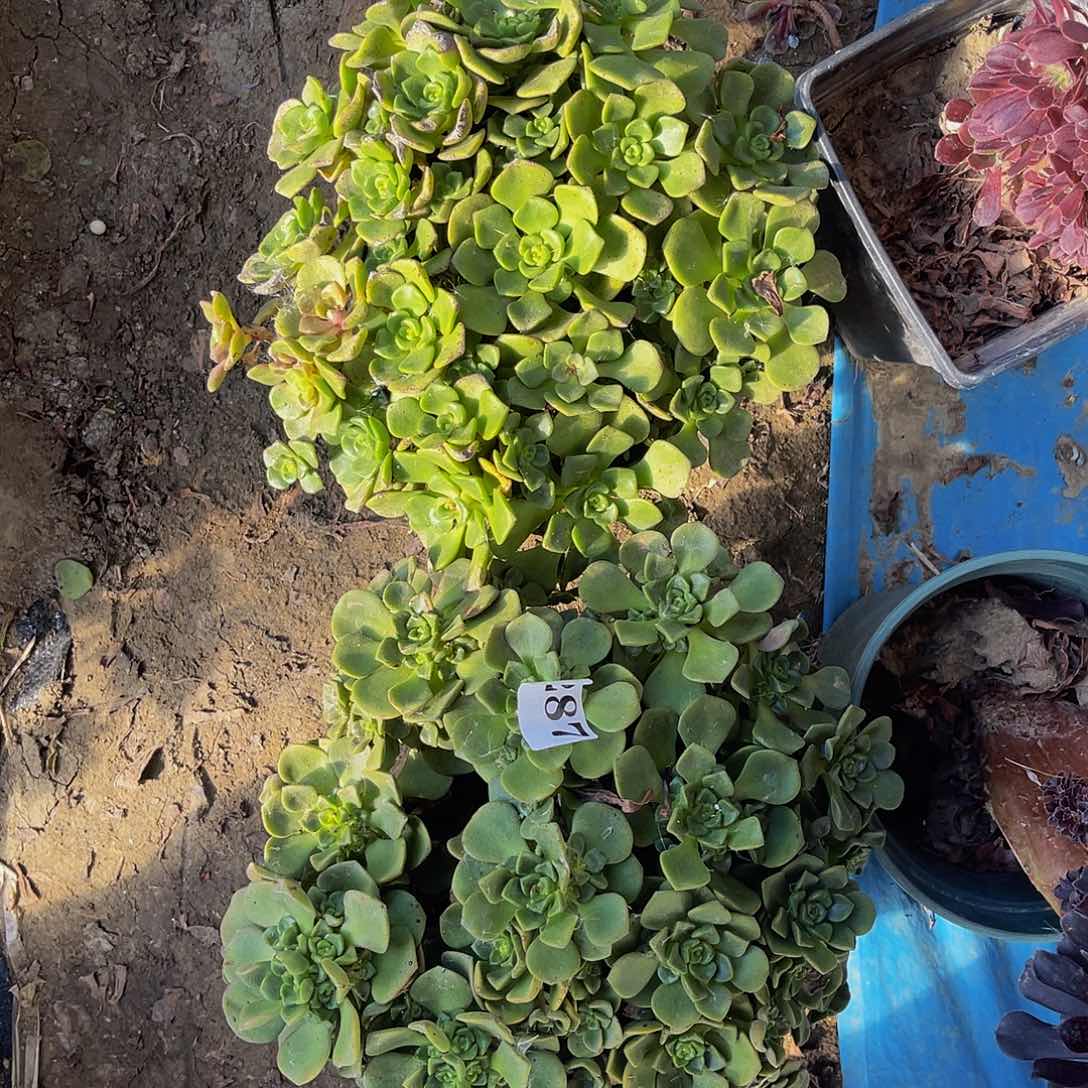 百合丽丽法师多肉1-41