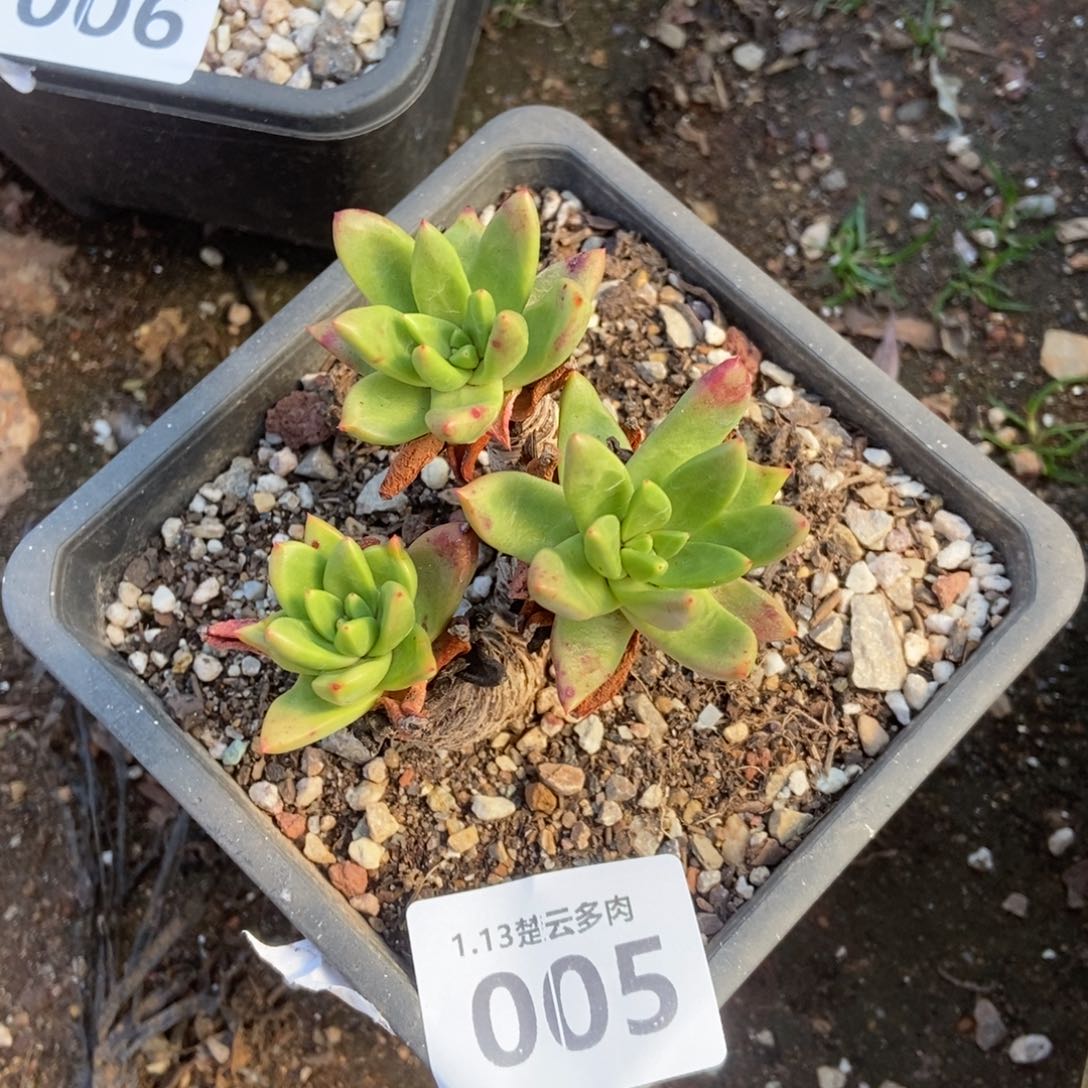 005法诺多肉植物啦啦啦