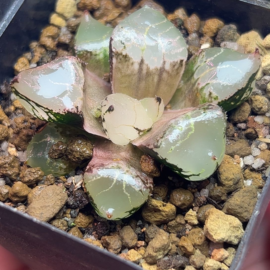 五公分冰皇十二卷多肉