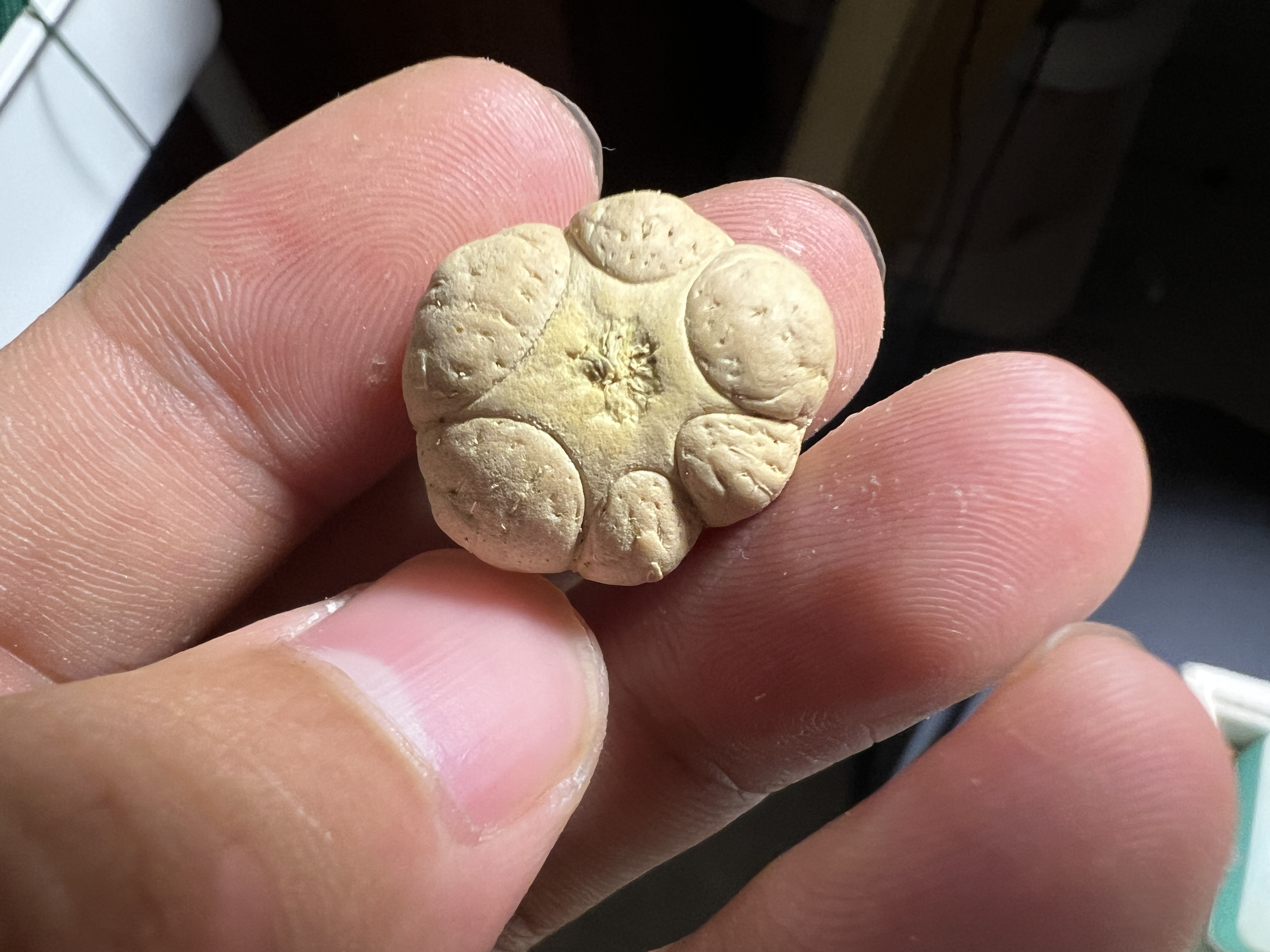 19mm梅花尼泊尔六道轮回凤眼菩提一颗高密高油籽