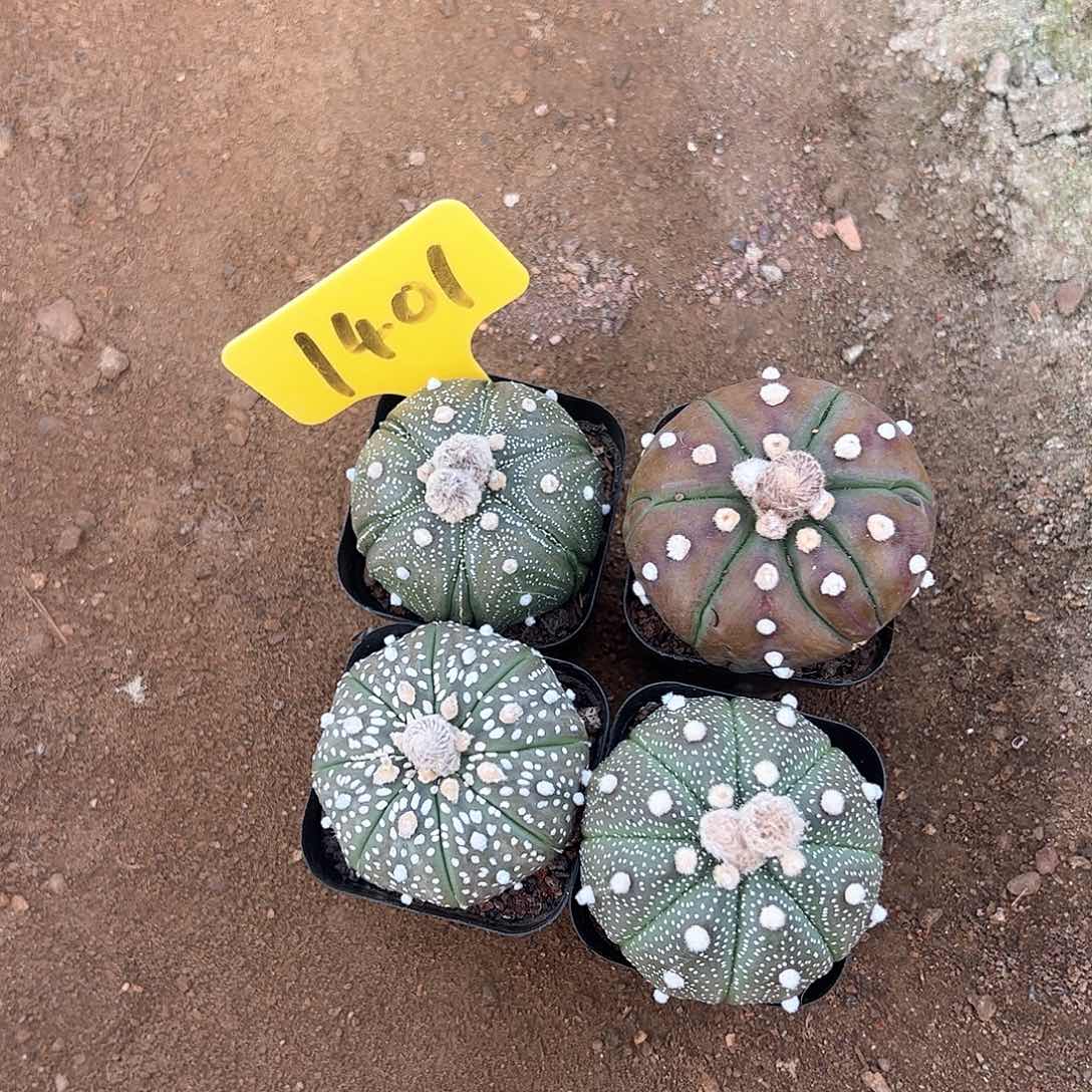 兜4棵，偏远不包邮