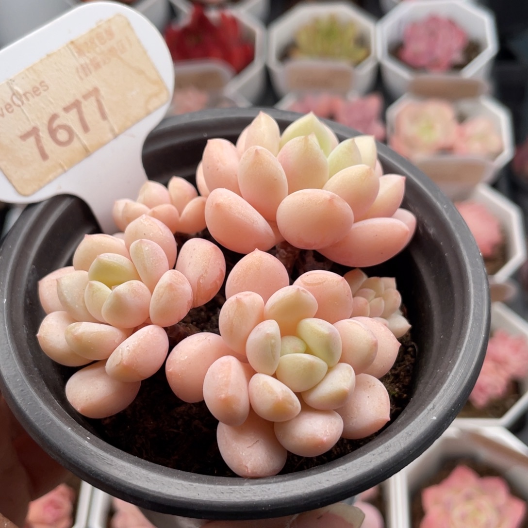 玉如意7677-7.5厘米