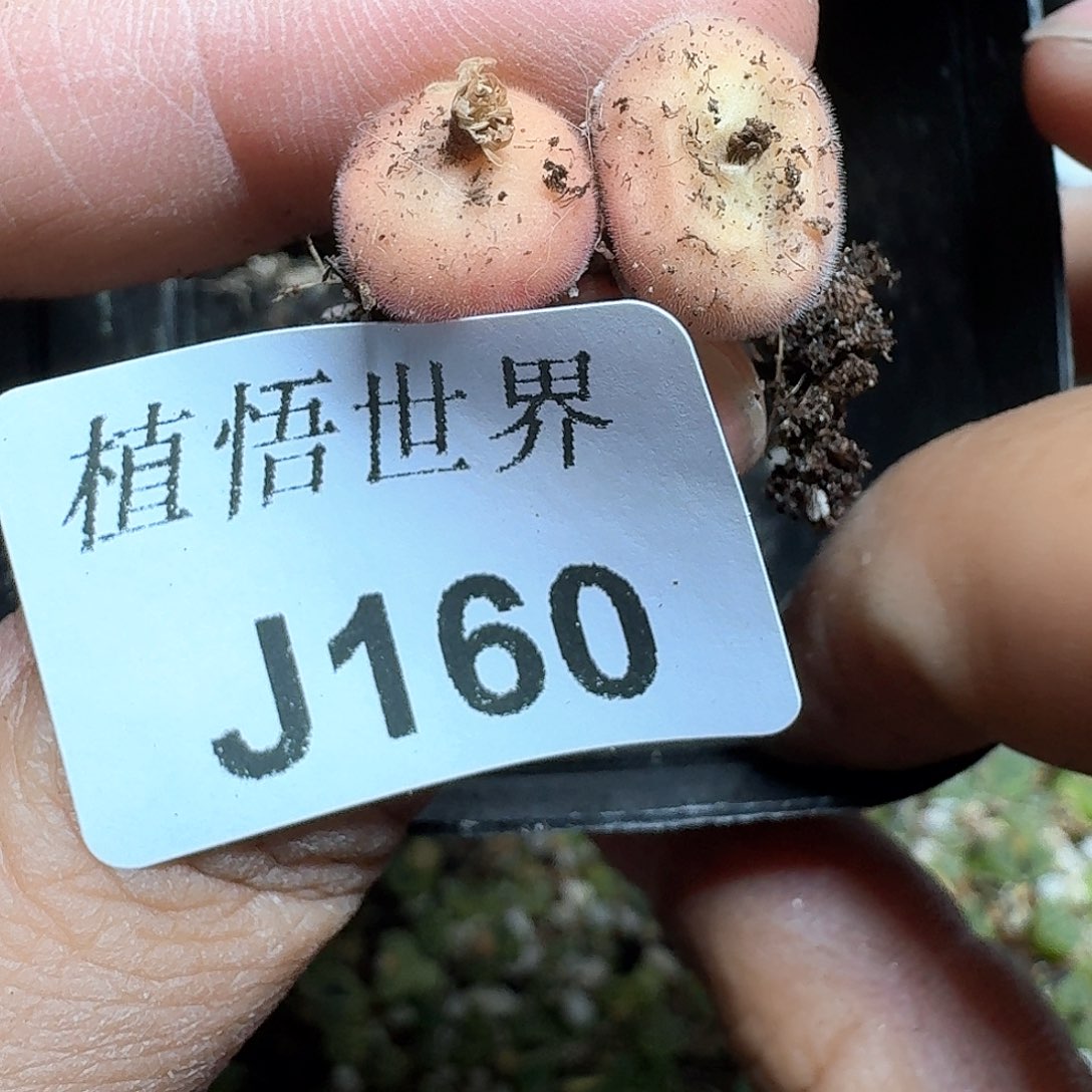 160盒多肉植物哇c v