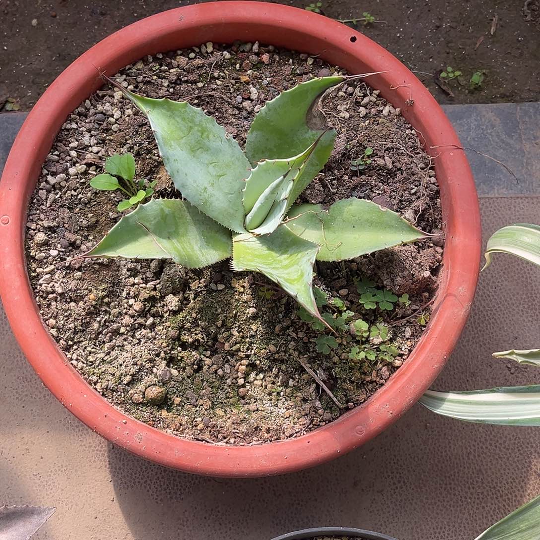 R***y鲸鱼舌龙舌兰花卉