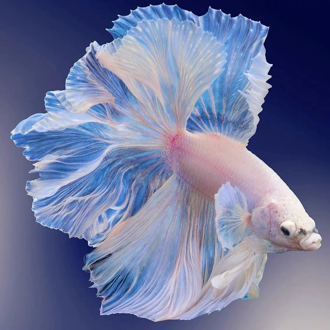 A9（193-216）泰国斗鱼精品鱼小型热带观赏鱼【直播间选鱼】