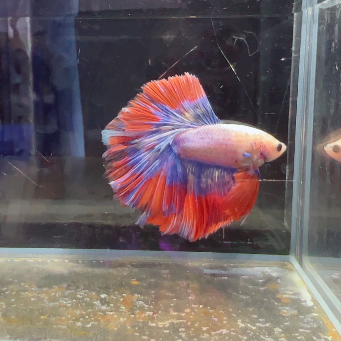 斗鱼浅色特殊尾hhhhh