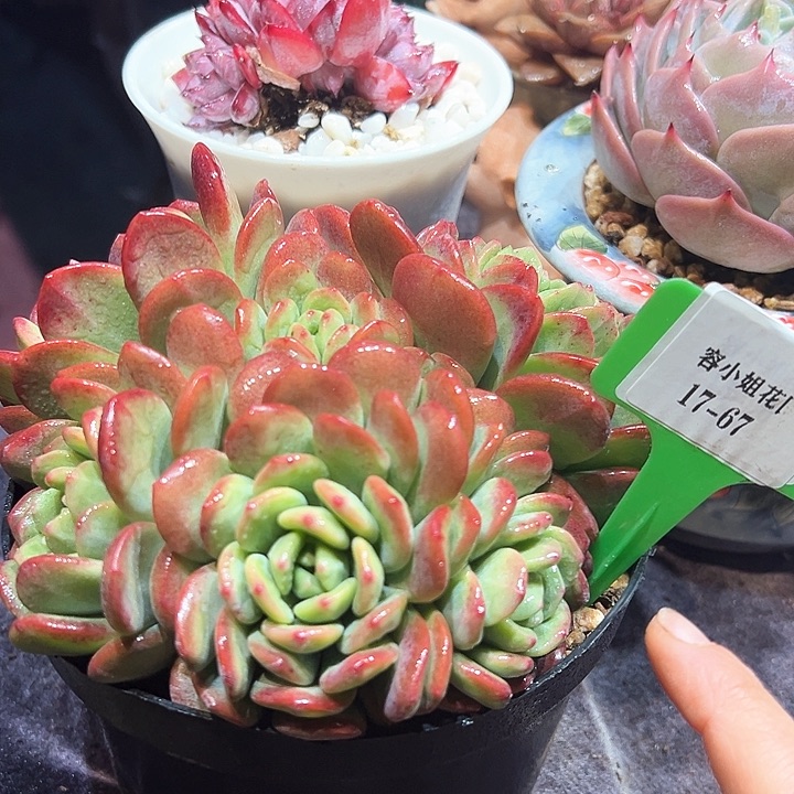 17.67聚宝盆带盆一个