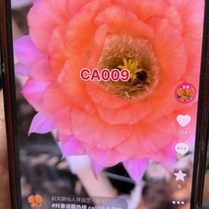 仙人球侧芽歪ca009