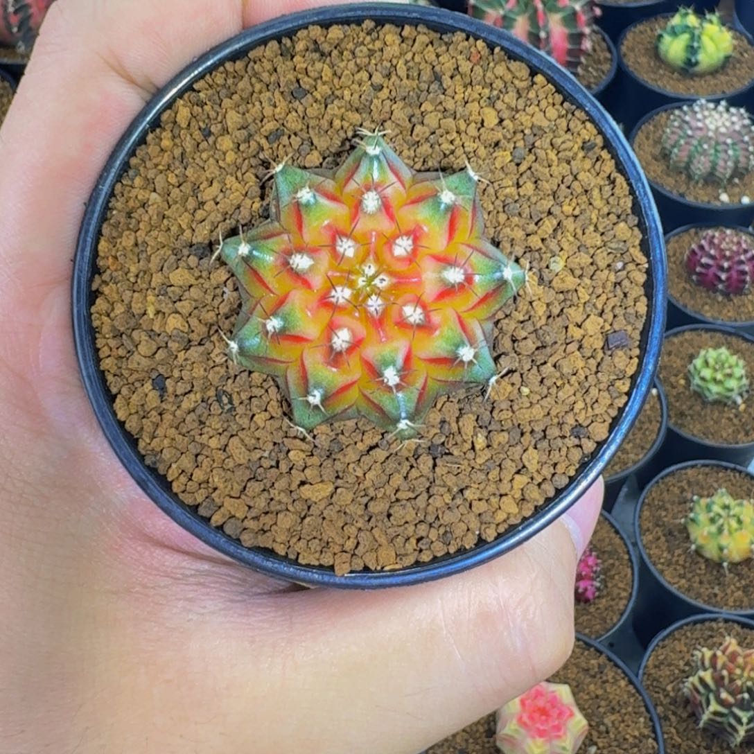 米哈星球000000000001280