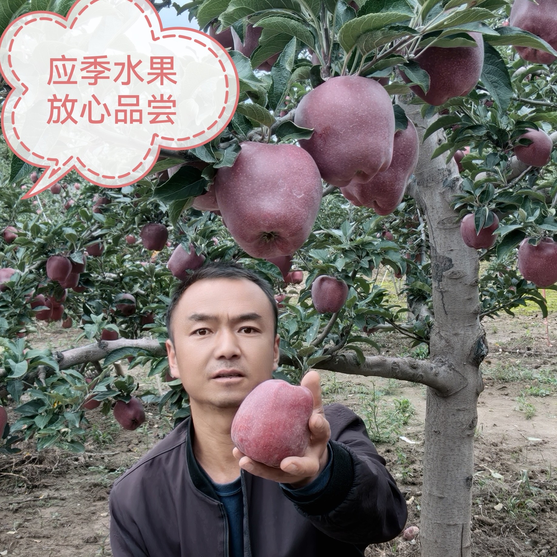 甘肃天水花牛苹果当季新鲜釆摘脆粉两吃