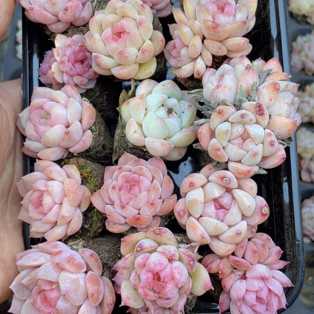 春泥家框拍链接B18