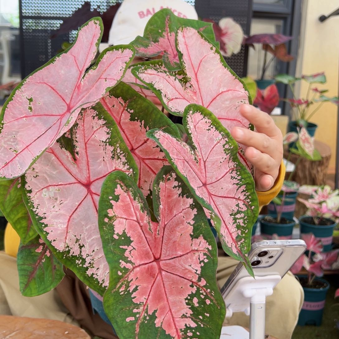 无花朵0001卡罗林娜