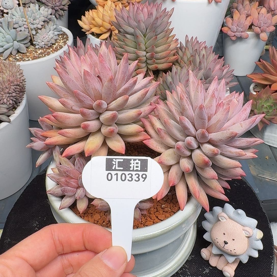 精品多肉植物010339