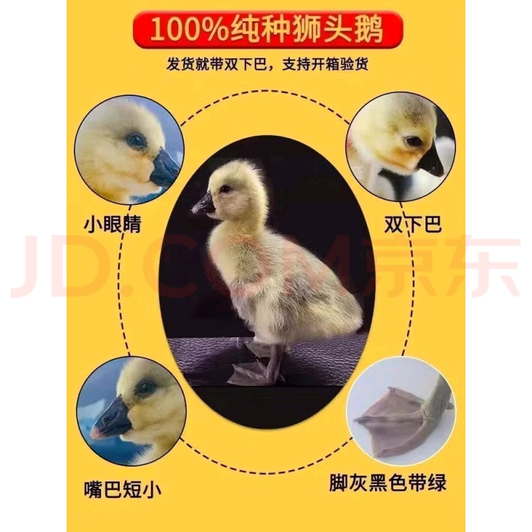 三两左右狮头鹅宠物活体顺丰包邮疫苗齐全