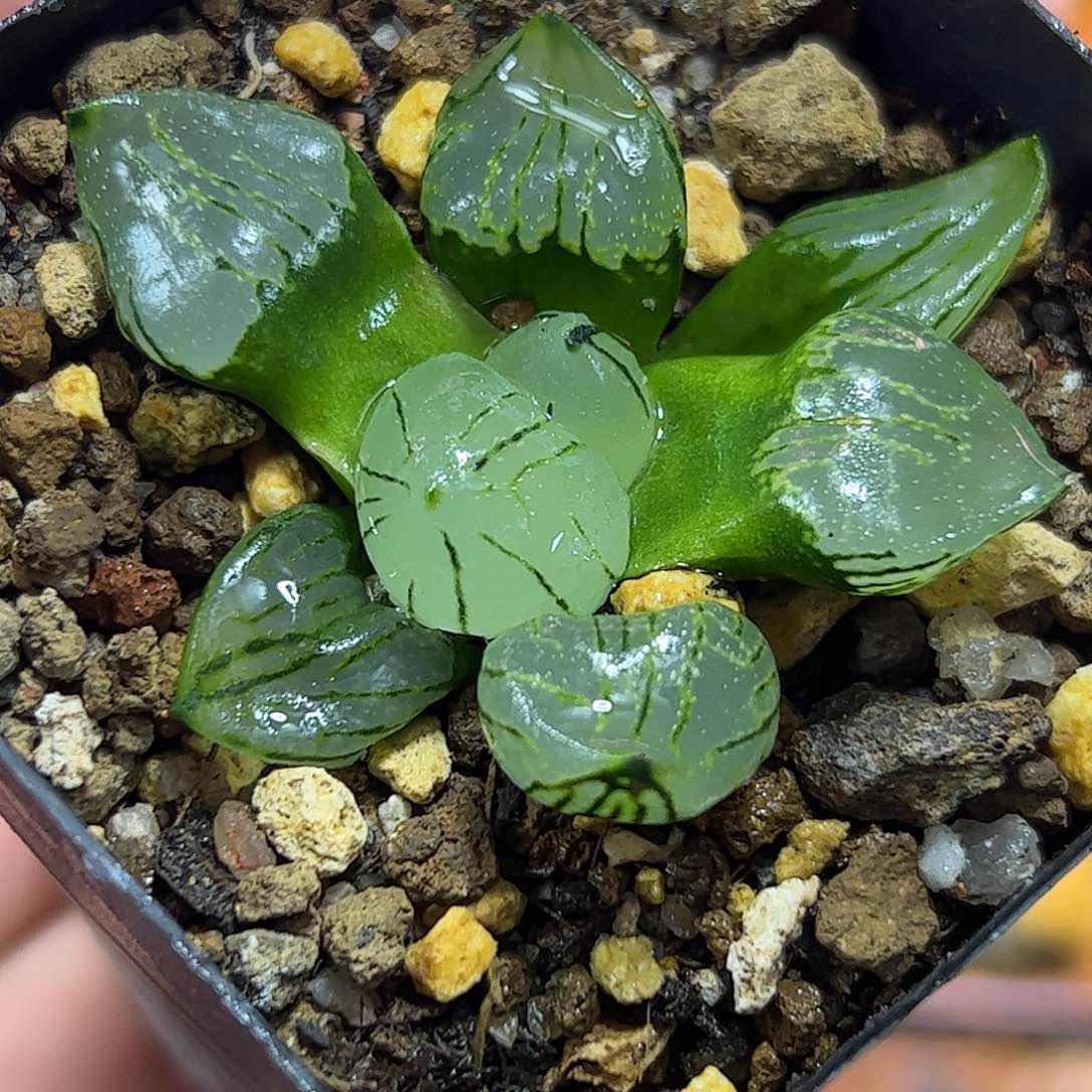 魔晶秋十二卷多肉植物满