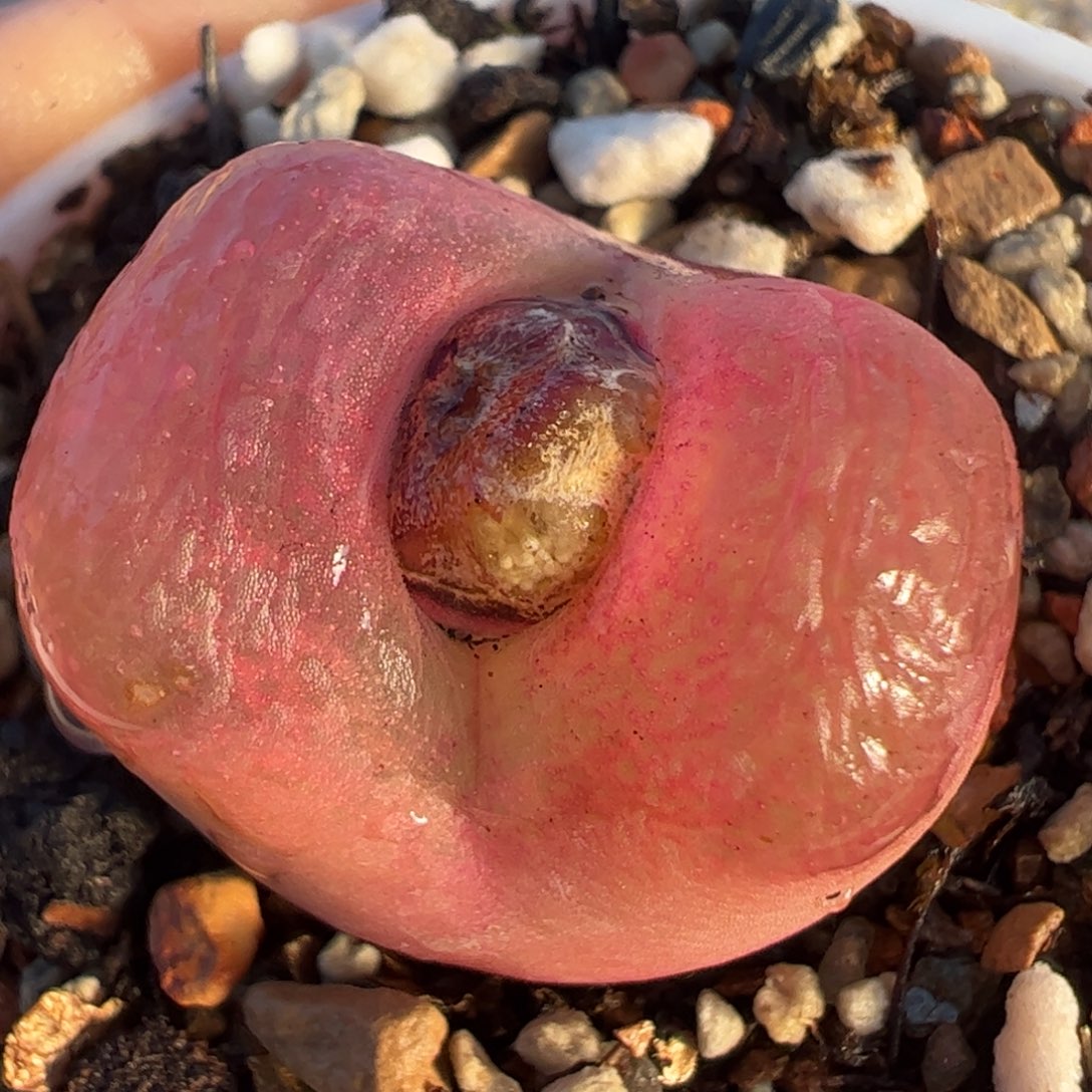 多肉植物百科12q