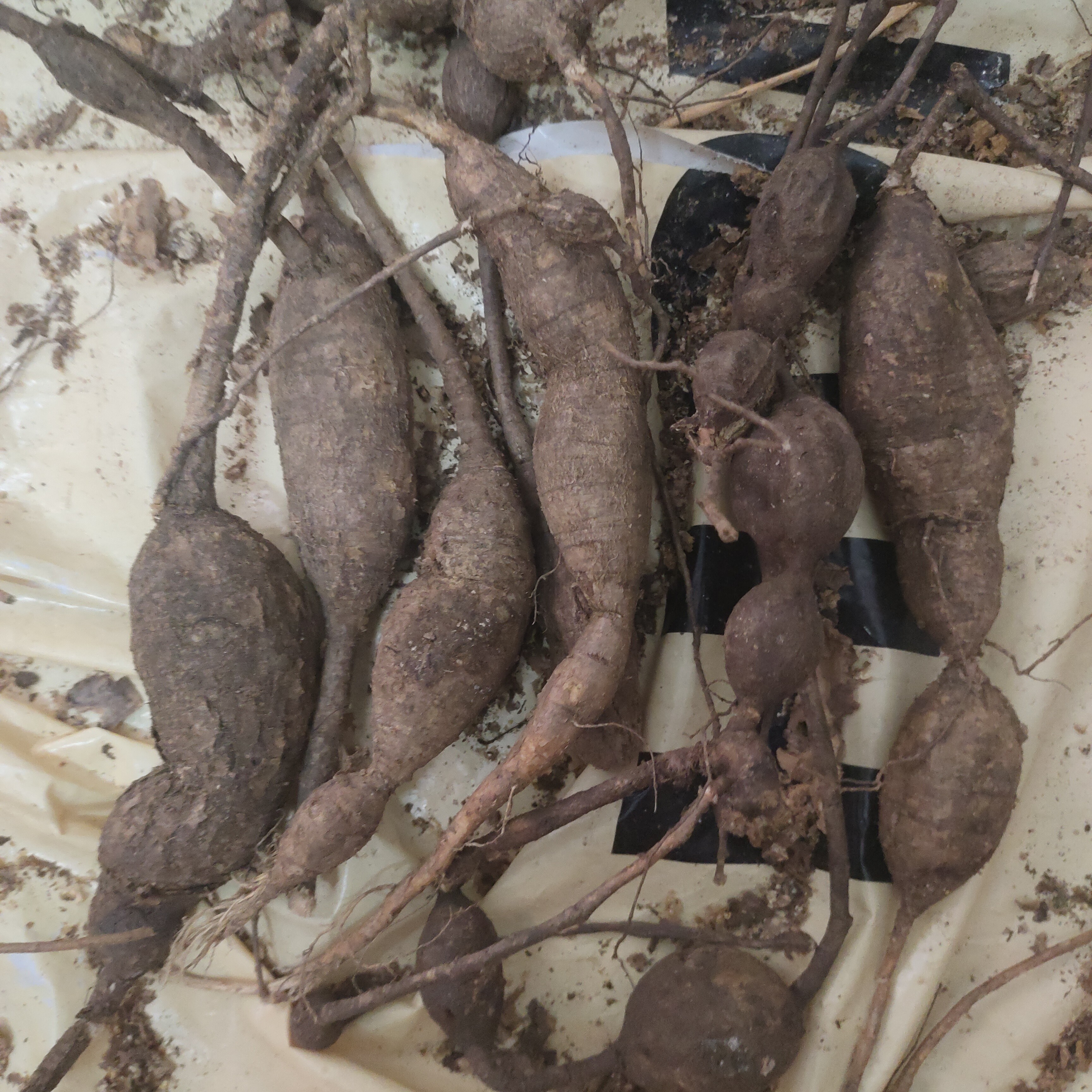 新鲜现挖大力薯农产品