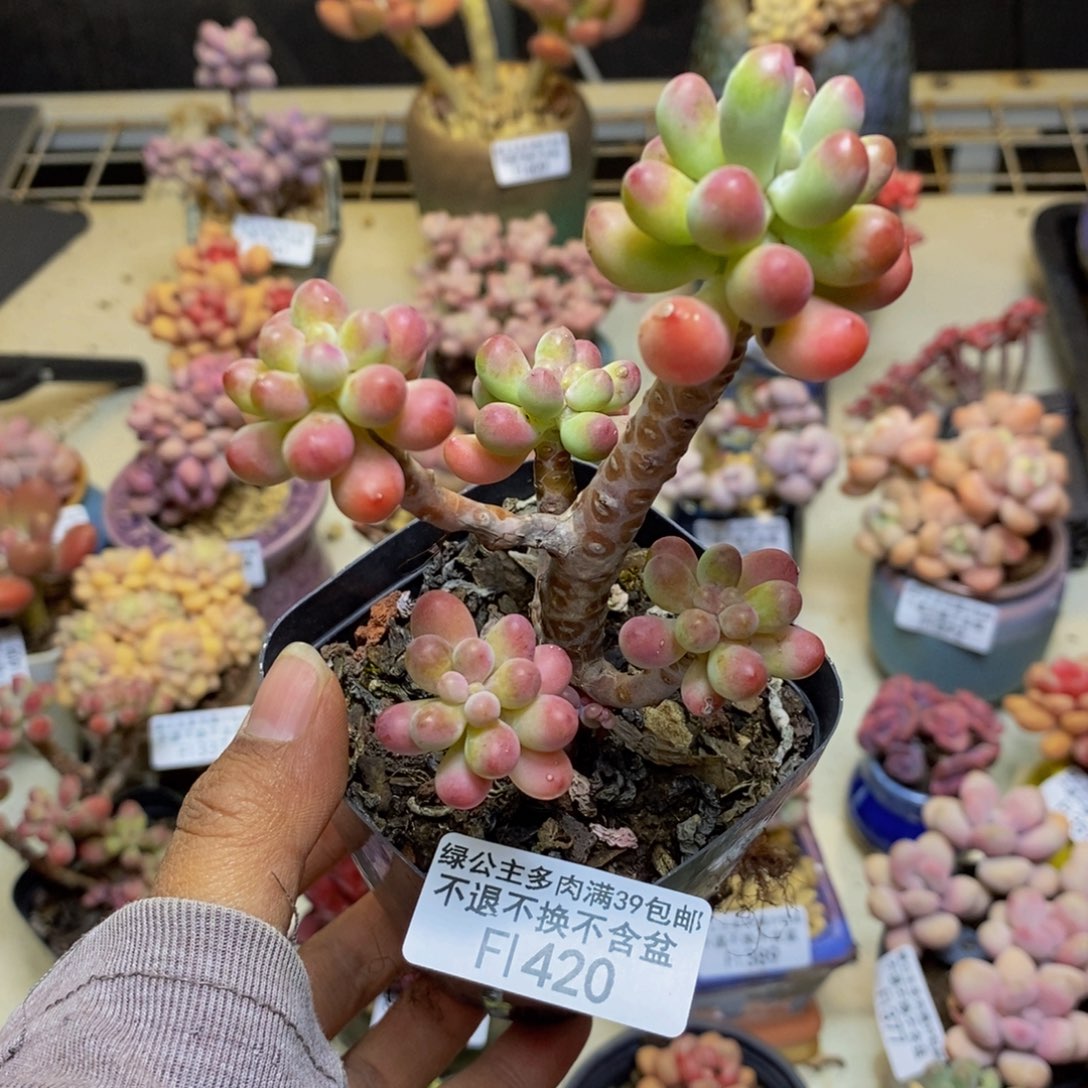 420派大星多肉6c m