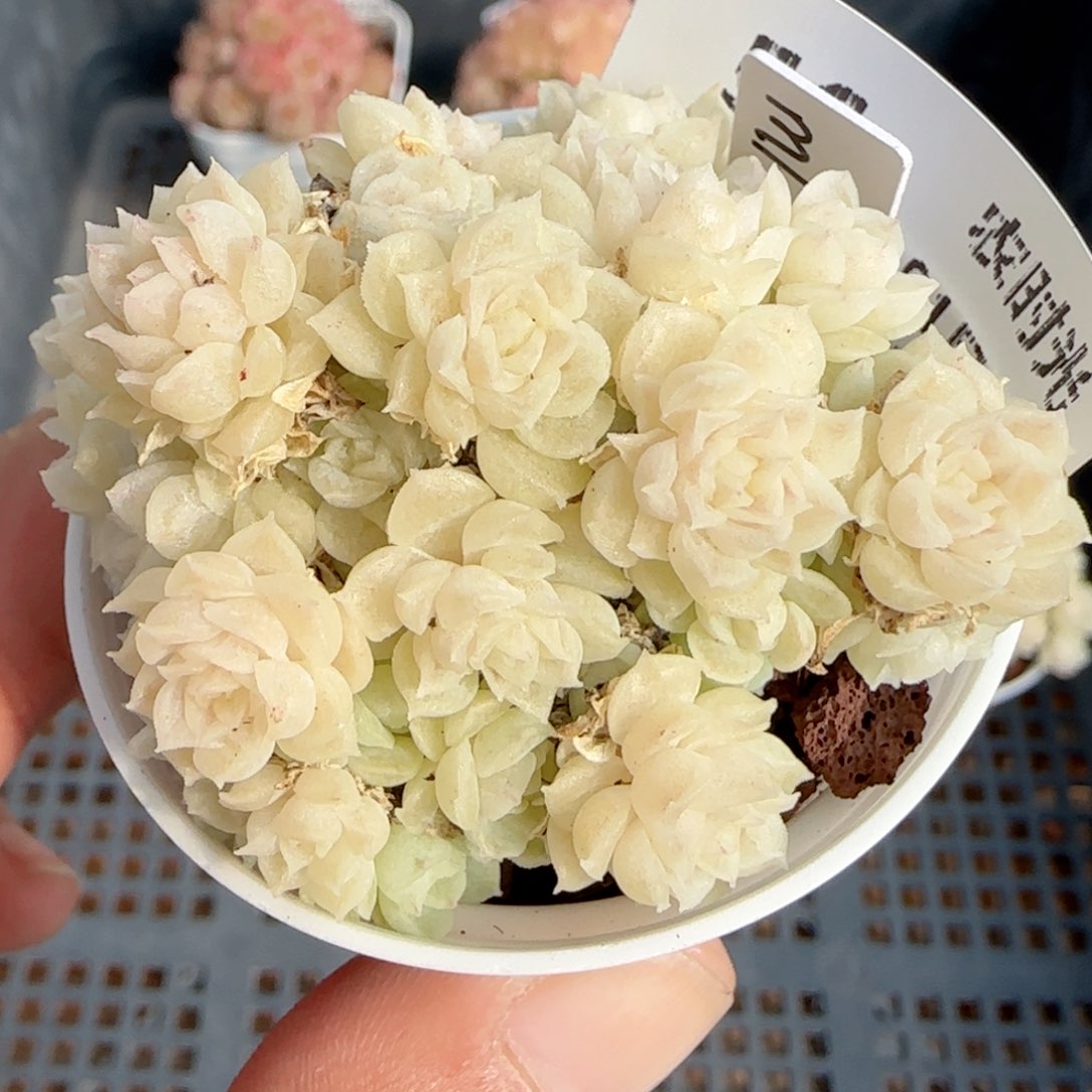 【闪购商品】0129-56（m1-309-2）专拍