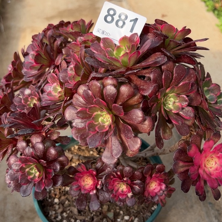 881黑金刚朵朵25厘米左右